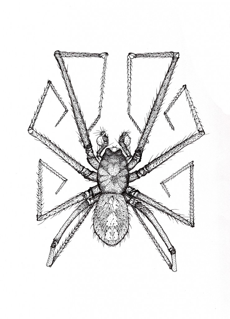 Josh Campbell's spider (Leptoneta sp.) (ink)